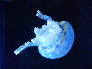 061103八景島シーパラダイス_7