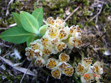 アオモジアップ