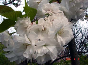 ゴザノマニオイ