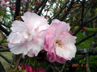 桜ーイトククリ