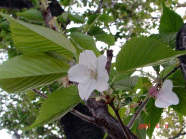 オオシマザクラ