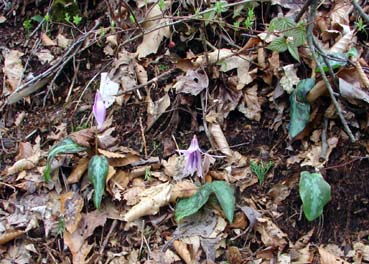 カタクリ蕾と花