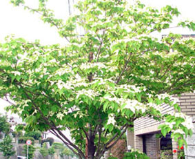 白と薄いピンクのヤマボウシ街路樹 Hoihoienjoy 楽天ブログ