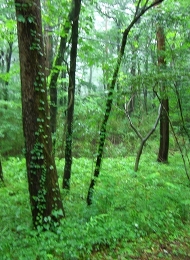 那須の森