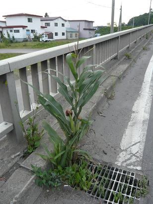 ド根性とうきび.JPG