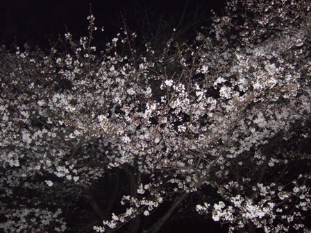 夜桜