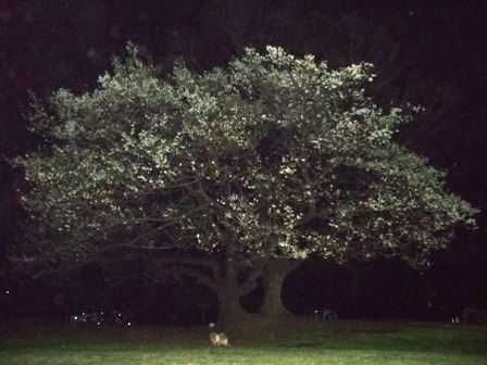 夜桜とマリン