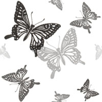 蝶（１）･･･白／黒