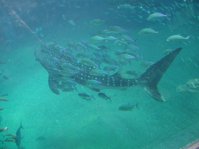 P1010040.jpg
