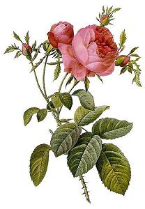 Rosa_centifolia_foliacea.jpg