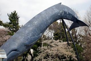 whale and sakura2010.JPG