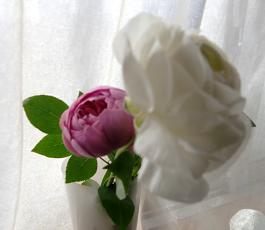 20090403rose.JPG