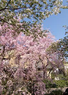 sakura_kyoto_20090410_001.JPG