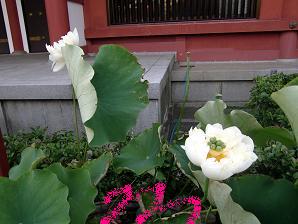 sensoji 201007.JPG