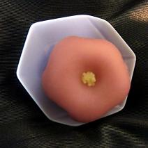 sasaya iori201001.JPG