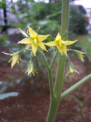 オレンジトマトの花