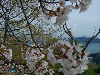 桜咲く