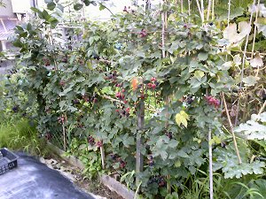 09.08.03-3.jpg