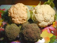 カリフラワー黄ブロッコリー