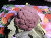 紫カリフラワー