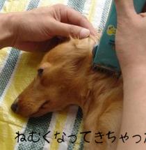 バリカン中～５