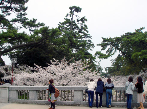 橋の上からもお花見♪.jpg