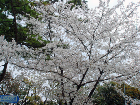 夙川さくら道 桜u.jpg