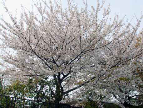 名次町邸宅の桜.jpg