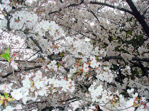 夙川さくら道 桜アップu.jpg