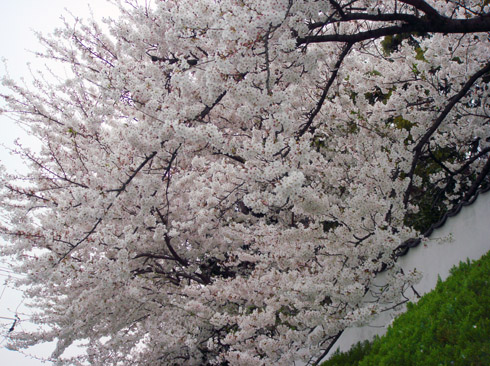 邸宅街の桜２.jpg