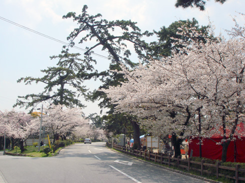 夙川さくら道 道路u.jpg