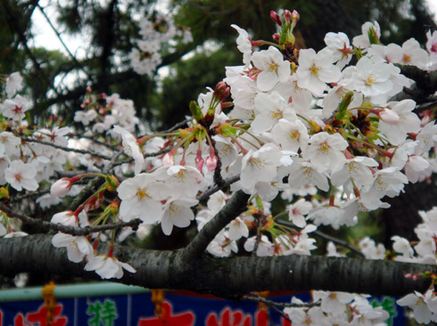 屋台上の桜アップu.jpg