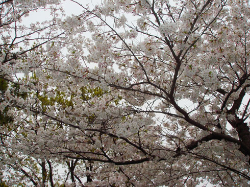 遊歩道の桜１u.jpg