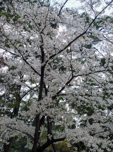 遊歩道の桜２u.jpg