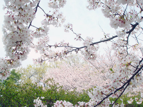 浄水場-墓地境界の桜.jpg