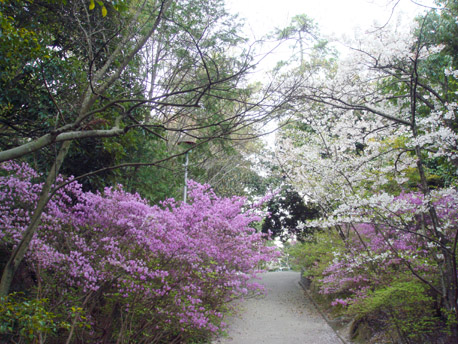 広田神社のミツバツツジ1.jpg