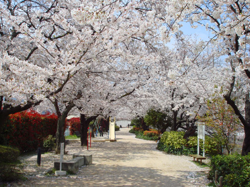 御手洗通りの公園の桜.jpg