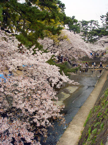 夙川-桜２.jpg