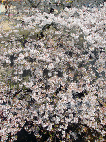 夙川-桜４.jpg