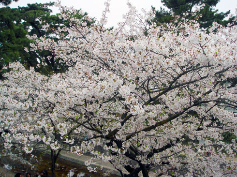 夙川-桜３.jpg