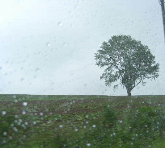 雨