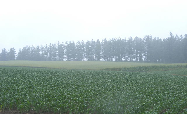 霧の中