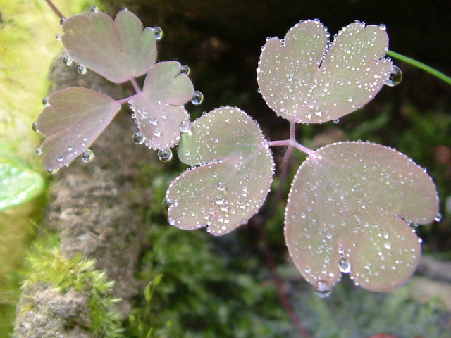 露の華