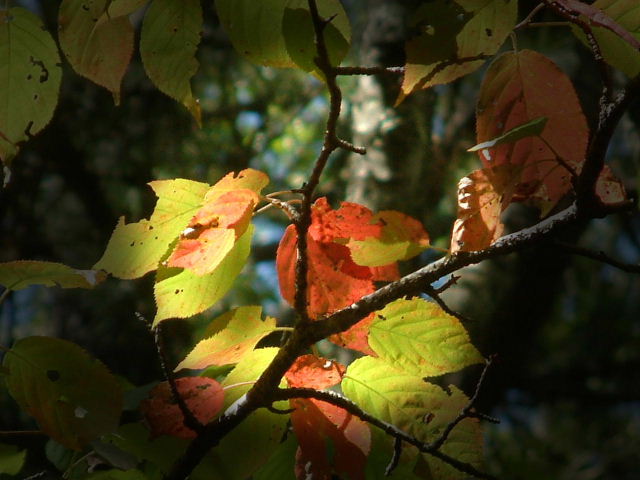 紅葉