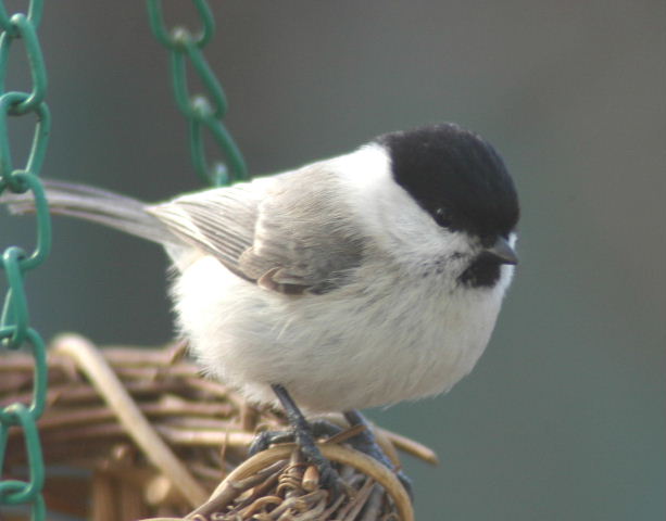 ハシブトガラ