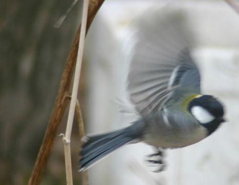 シジュウカラ