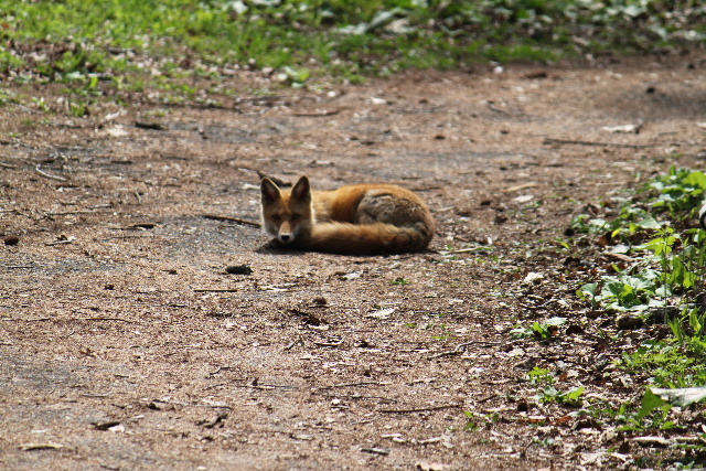 キタキツネ