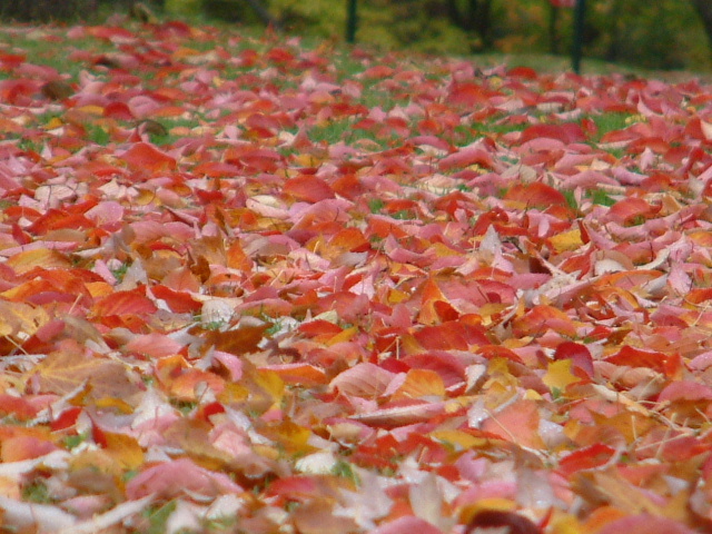 紅葉