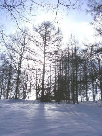 雪の森