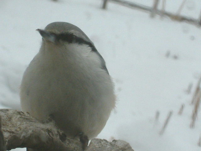 ゴジュウカラ